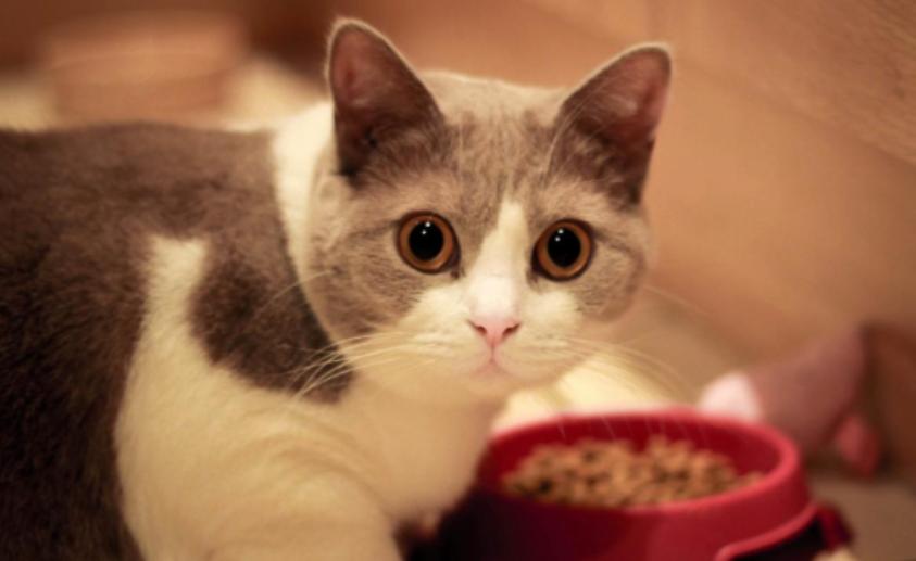 國產三大安全貓糧品牌推薦 哪個品牌的貓糧口碑比較好
