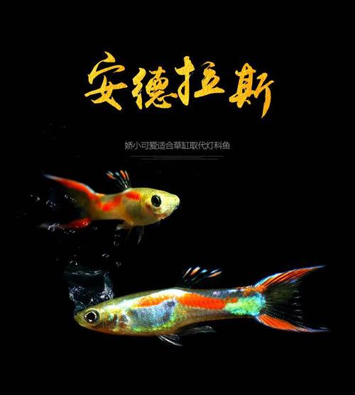 孔雀魚養不死的秘密 孔雀魚怎麼能養好的小竅門