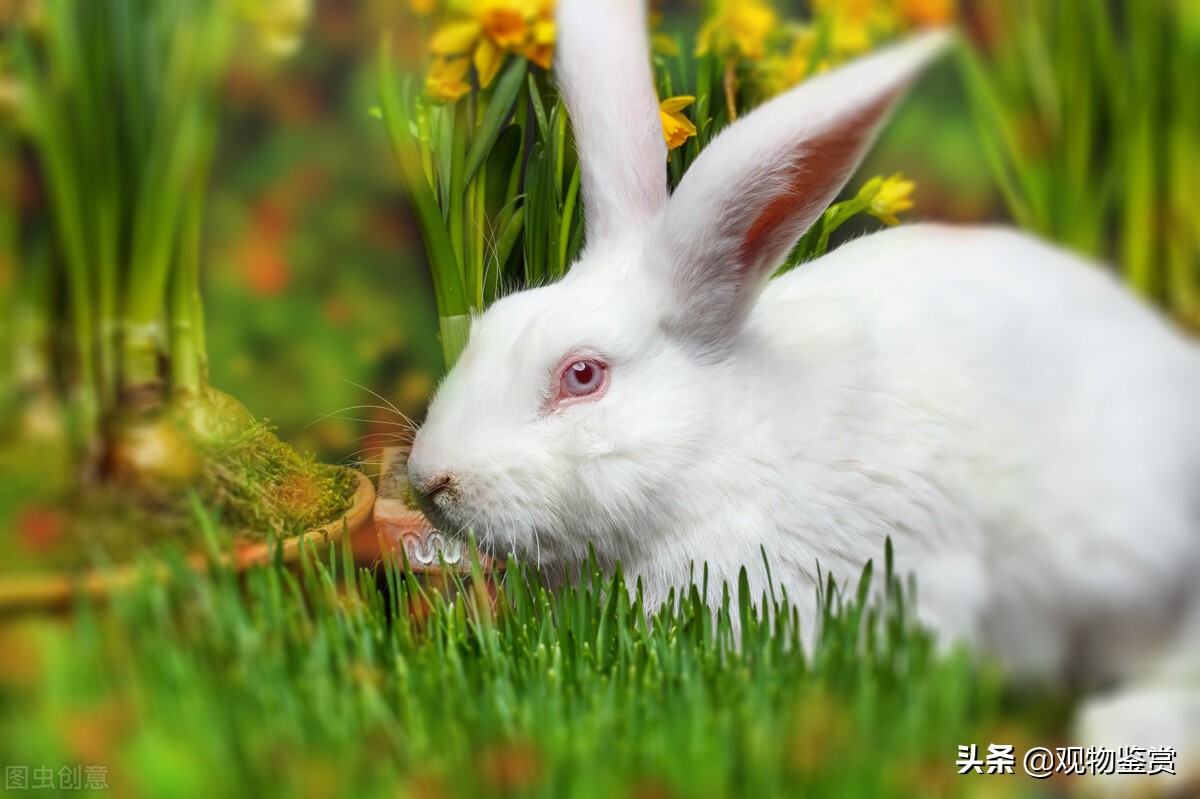 兔子多久喂一次水合適 剛出生一周的寵物兔喝生水還是熱水