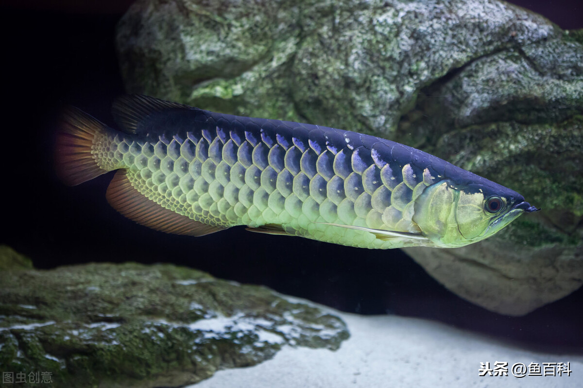 銀龍魚不吃食怎麼辦 銀龍魚一直張嘴亂撞不吃魚食咋回事