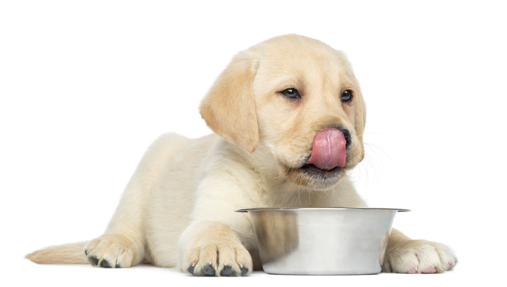 狗狗過度饑餓的表現 幼犬感到饑餓虛脫後會怎麼處理