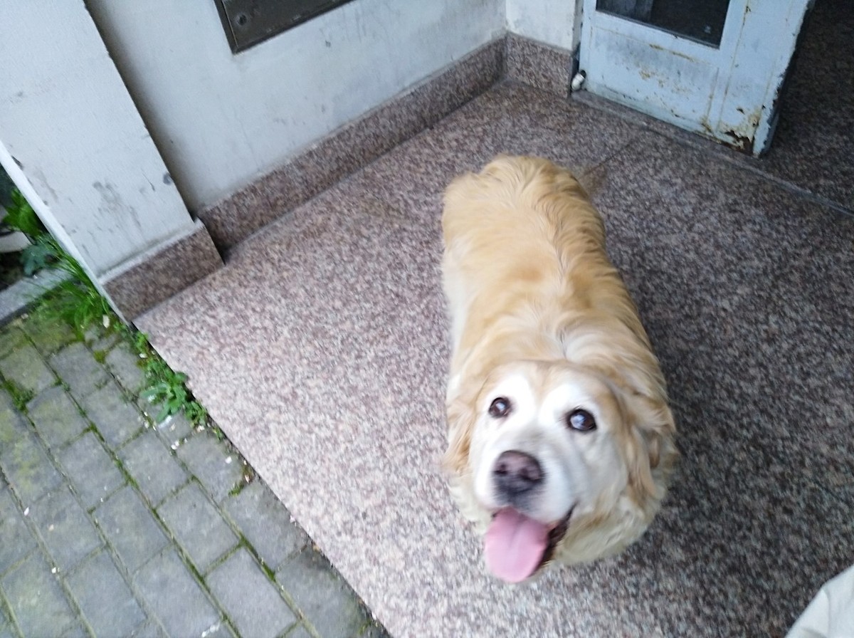 狗狗過度饑餓的表現 幼犬感到饑餓虛脫後會怎麼處理