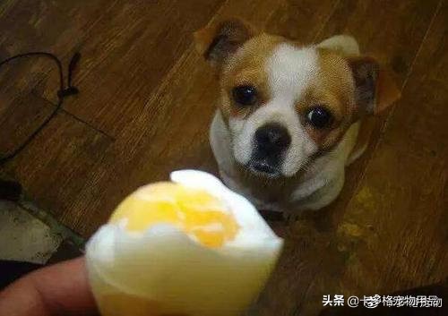 狗狗能吃煮熟的蛋白嗎 幼犬或成年狗吃雞蛋清會怎麼樣