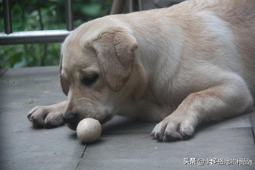 狗狗能吃煮熟的蛋白嗎 幼犬或成年狗吃雞蛋清會怎麼樣