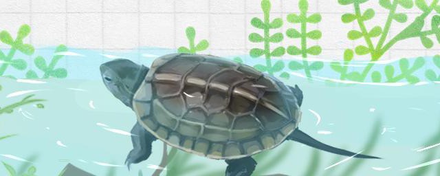 養小龜要放在綠水裡嗎 養小龜是否要放在綠水裡