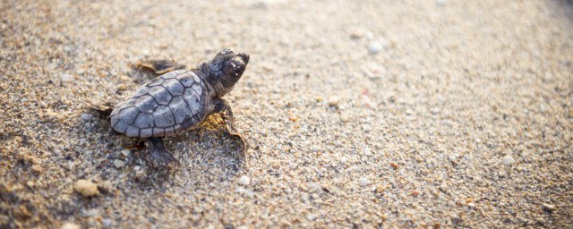 東錦龜可以放在深水裡養嗎 東錦龜能不能深水養