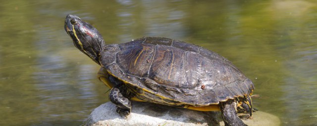 黃緣龜要放在水裡養的嗎 黃緣龜需不需要放在水裡養的