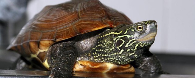 中華烏龜可以放在水裡養嗎 中華草龜是深水龜還是淺水龜