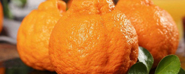 醜桔成熟的季節 醜橘什麼時候成熟