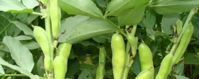 豌豆成熟季節 豌豆一般什麼時候成熟