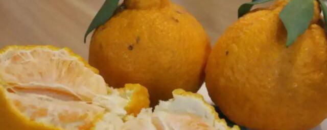 醜橘成熟的季節 醜橘成熟的季節是什麼時候