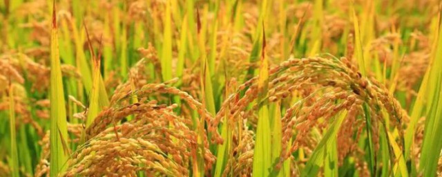 稻谷成熟的季節 稻子什麼季節成熟