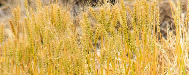 到瞭麥子成熟的季節 麥子成熟在那個季節