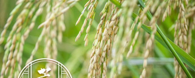水稻成熟的季節 水稻成熟是什麼的季節