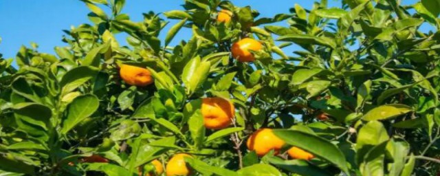 橘子季節成熟 橘子何時成熟
