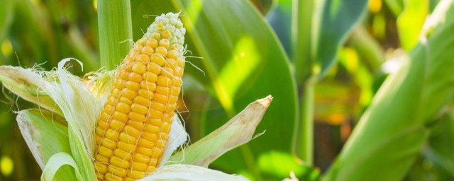 玉米成熟的季節 玉米成熟的季節是何時