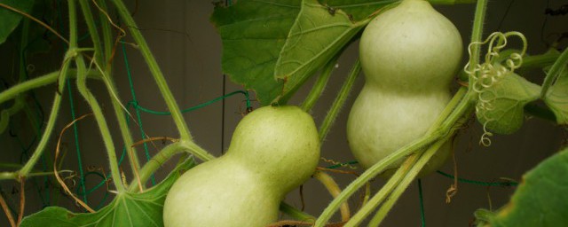 葫蘆成熟的季節 葫蘆是什麼季節成熟