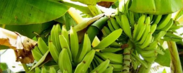 芭蕉成熟的季節 芭蕉樹的果實什麼時候成熟