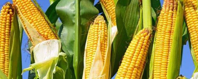 玉米的成熟季節 玉米什麼季節成熟