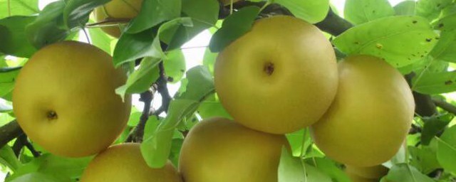 梨子成熟的季節 梨子成熟的季節是何時