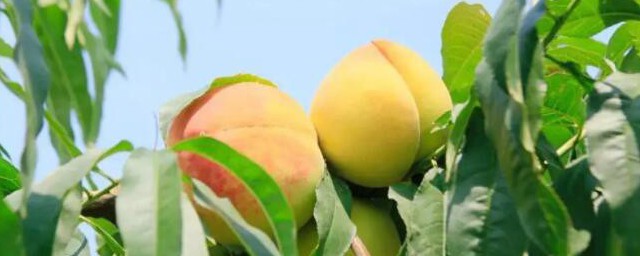 桃子季節成熟的 桃子哪個季節成熟
