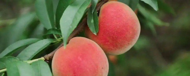 桃子成熟季節 常見的桃子一般有幾種