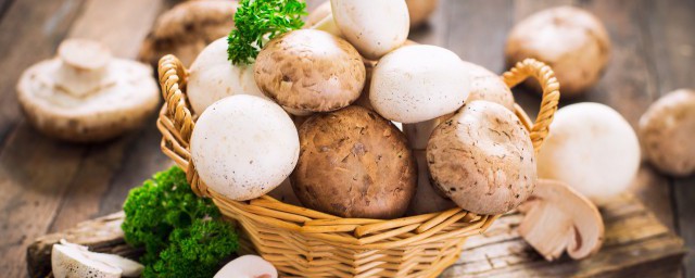新鮮草菇常溫怎麼保存 新鮮草菇保存的方法