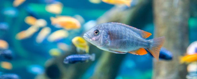 養魚的水混濁怎麼處理 養魚的水混濁如何處理