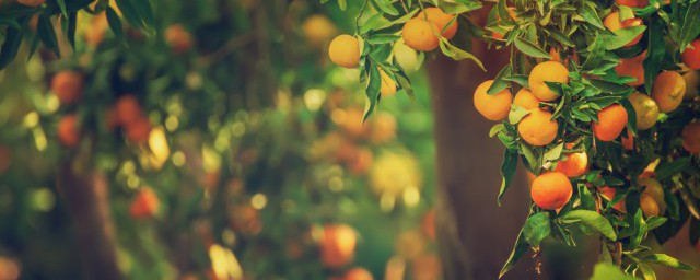 橘子樹幾天澆一次水 多久給橘子樹澆一次水