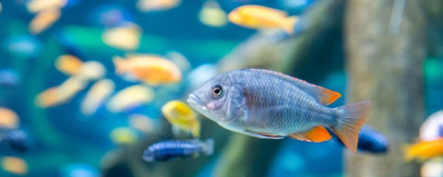 養魚的水發黃怎麼回事 養魚的水發黃是哪些原因