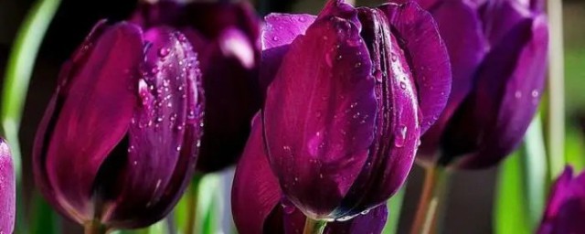 紫色鬱金香花語是什麼 紫色鬱金香花語是哪些呢