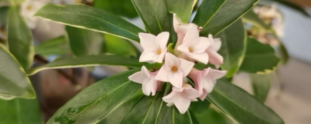 瑞香花什麼時候開花 幾月份瑞香花開花