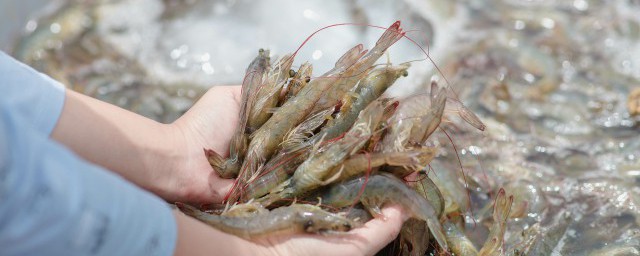 鮮蝦直接冷凍保存可以嗎 鮮蝦直接冷凍保存是否可以