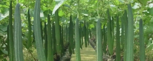 八角絲瓜幾月份種植 八角絲瓜什麼時候種植