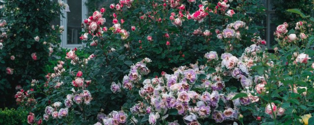 玫瑰花種子怎麼種才容易成活 玫瑰花播種容易成活的做法