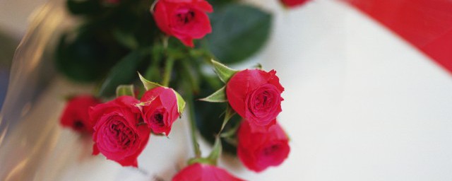 冬天能種玫瑰花種子嗎 冬季可以種玫瑰花嗎