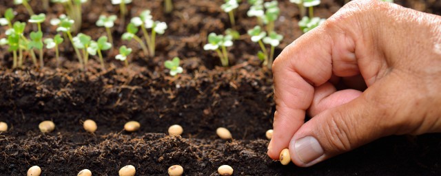 6月種植什麼蔬菜 6月份適宜種植的蔬菜有哪些