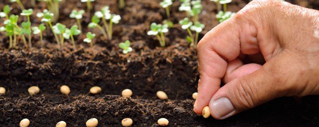 農歷5月種什麼蔬菜 農歷五月適宜種植的蔬菜