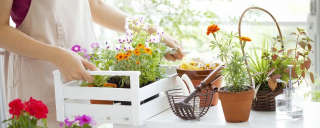 辦公室養什麼花最旺財 辦公室養的旺財花