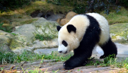 中國國寶大熊貓的外形特點