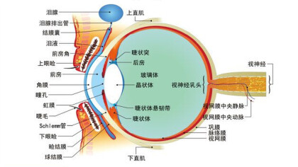 眼睛各部位名稱