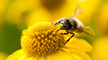 蜜蜂辨認方向靠的是什麼