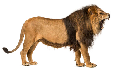 獅子有什麼特點和本領