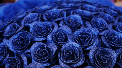 藍色妖姬是真花還是假花