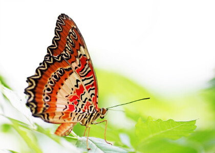 蝴蝶的外形特點和習性