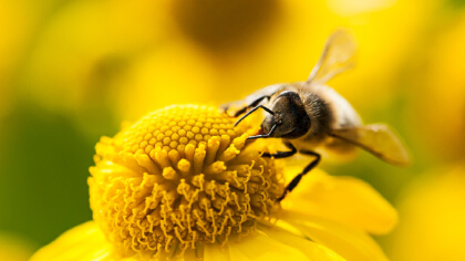 蜜蜂有哪些特點和本領