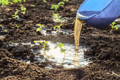 化糞池的糞水能直接當肥料嗎