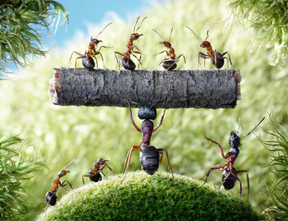 螞蟻形態特征