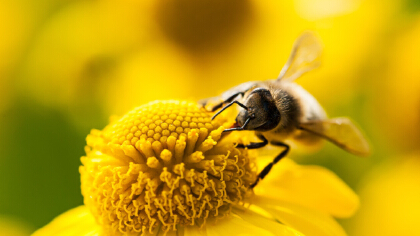 蜜蜂的形態特征