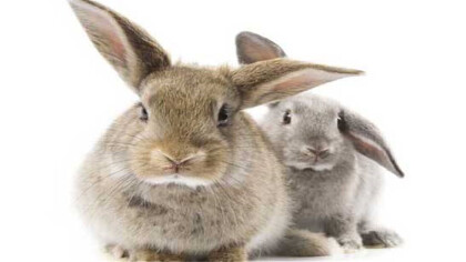 傢兔和野兔可以雜交嗎
